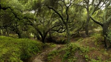 Whiting ranch best sale mountain biking